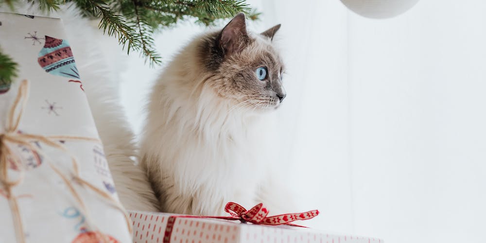 How to Find the Perfect Gift for Pet Owners