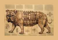 Thumbnail for Drawings English Bulldog 03 Da Vinci Style Vintage Framed Canvas Prints Wall Art Hanging Home Decor
