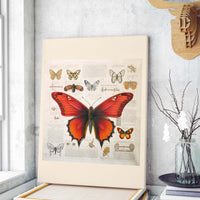 Thumbnail for Drawings Butterfly Red Da Vinci Style Vintage Framed Canvas Prints Wall Art Hanging Home Decor