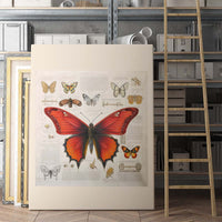 Thumbnail for Drawings Butterfly Red Da Vinci Style Vintage Framed Canvas Prints Wall Art Hanging Home Decor