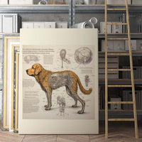 Thumbnail for Drawings Golden Retriever 04 Dog Da Vinci Style Vintage Framed Canvas Prints Wall Art Hanging Home Decor